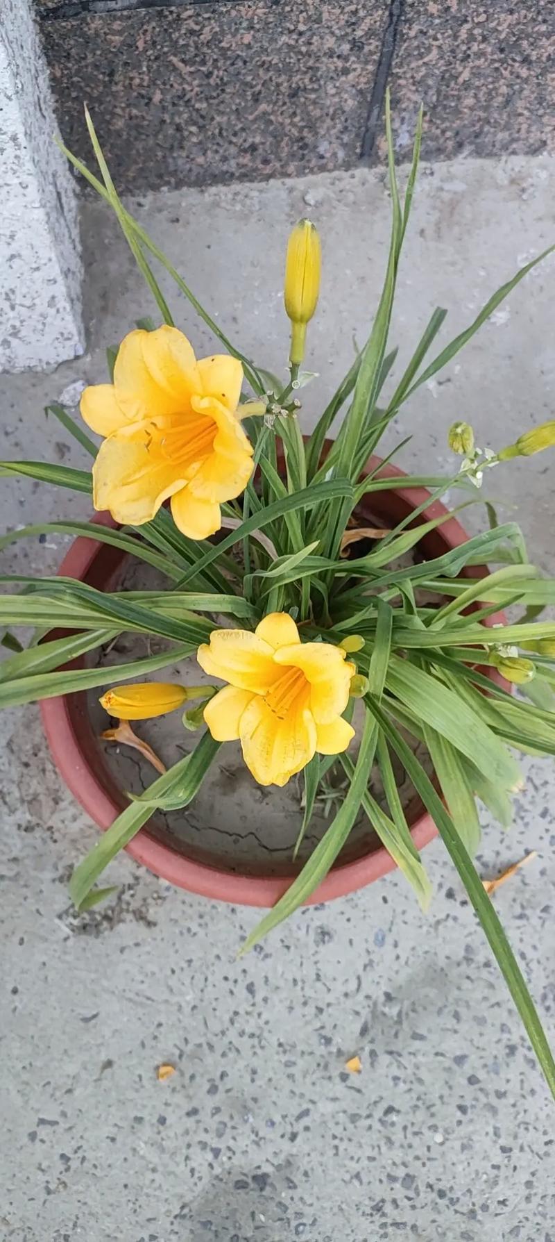 萱草春天怎么养，萱草春天怎么养活？-第5张图片-优品飞百科