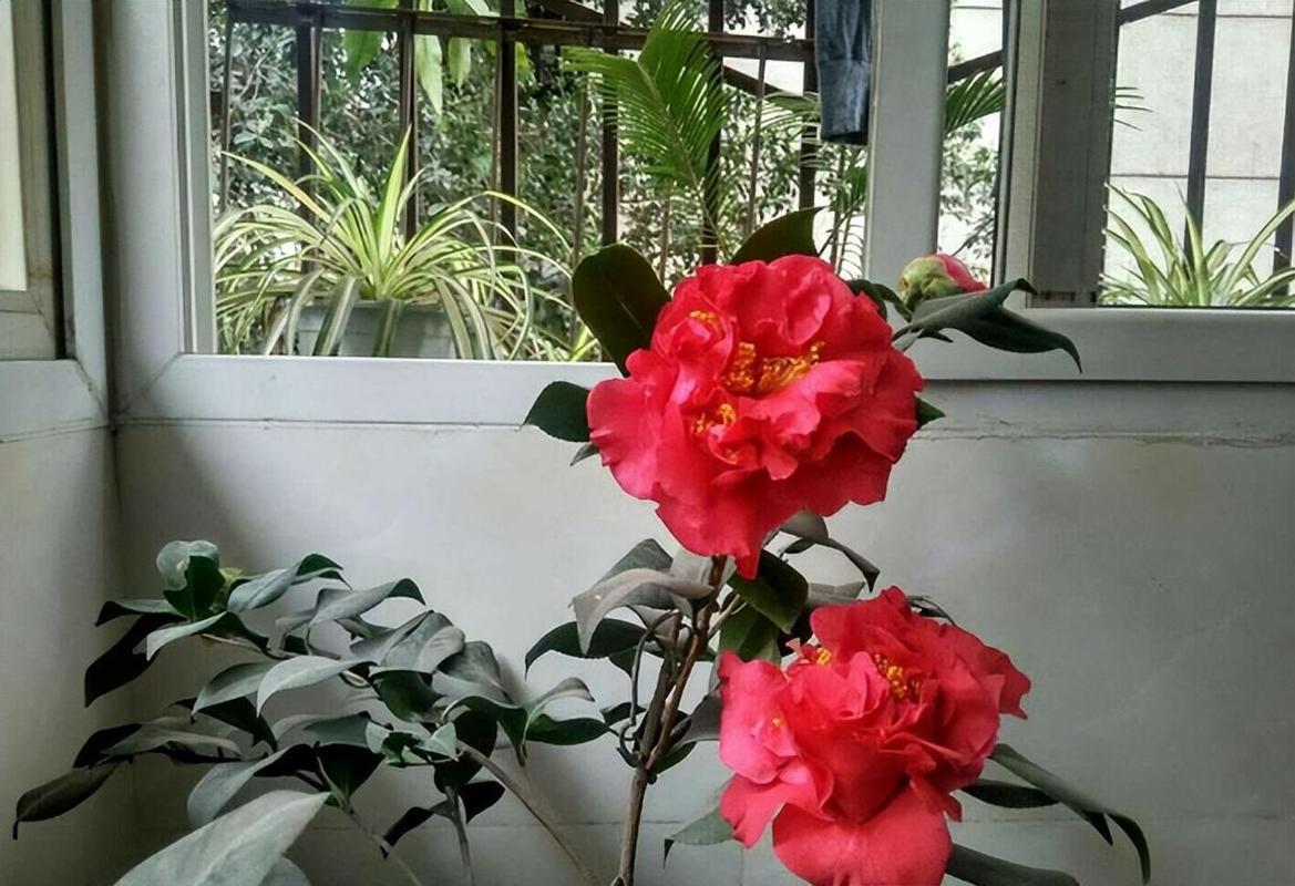 大爷养花爱刨土，爱养花的王大爷？-第4张图片-优品飞百科