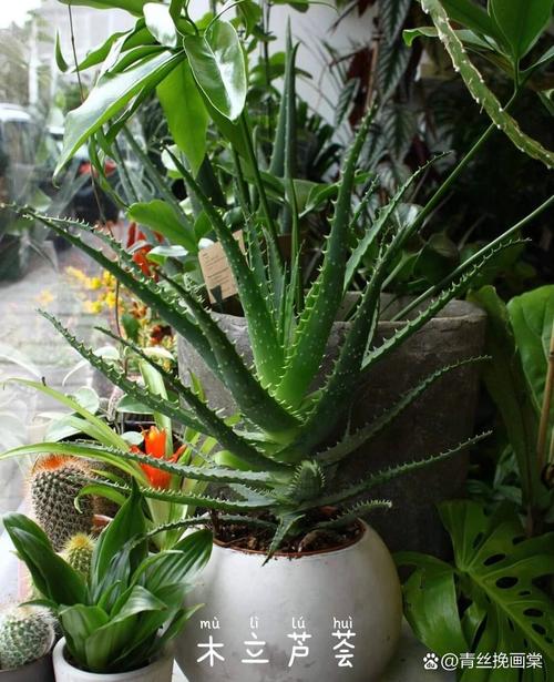 芦荟女王的养殖方法？芦荟女王图片大全？