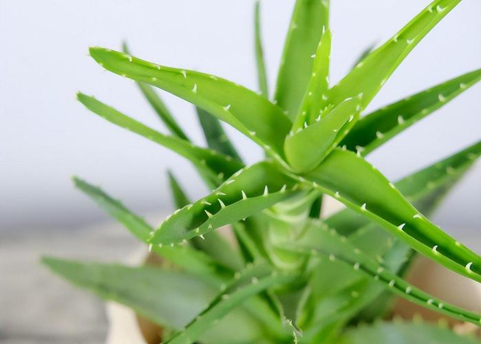 芦荟女王的养殖方法？芦荟女王图片大全？-第2张图片-优品飞百科