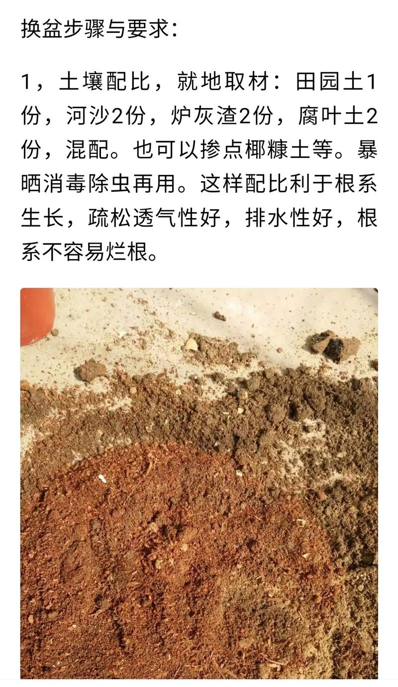 芦荟女王的养殖方法？芦荟女王图片大全？-第4张图片-优品飞百科
