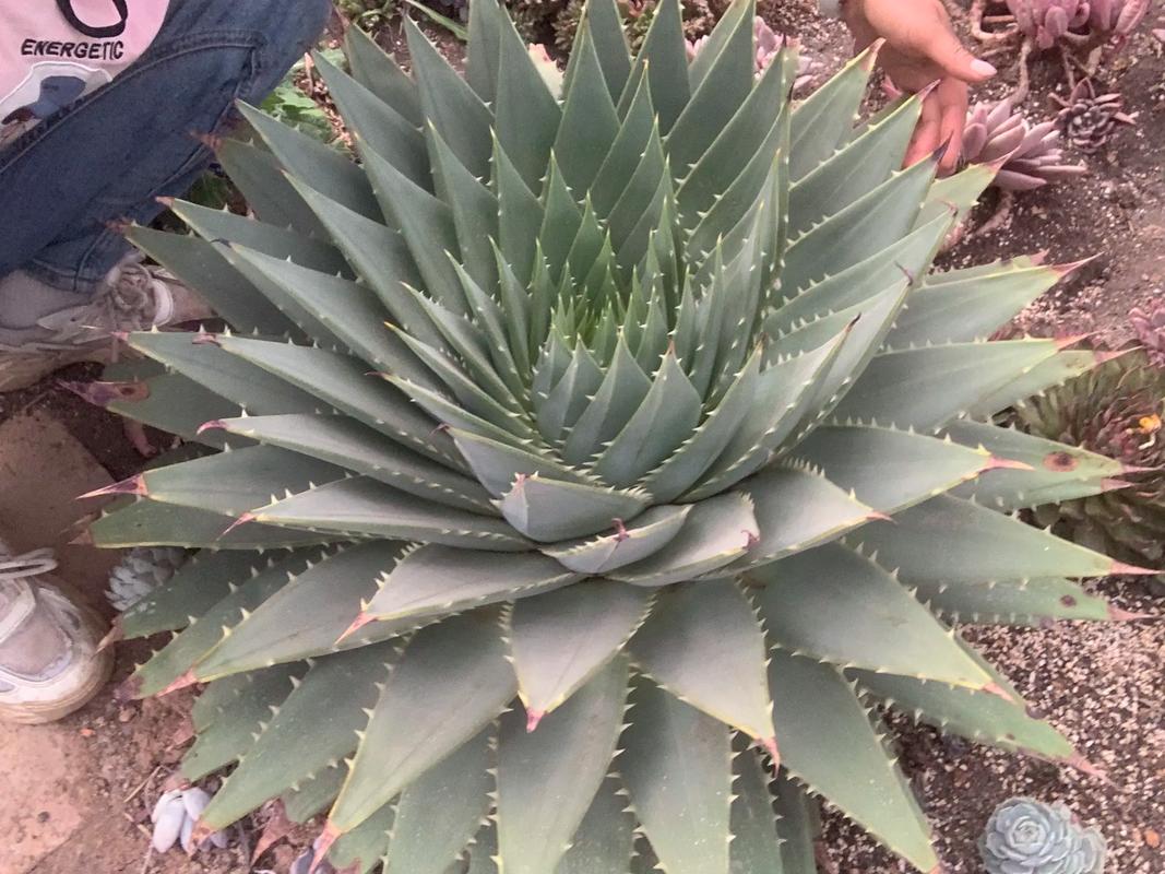 芦荟女王的养殖方法？芦荟女王图片大全？-第5张图片-优品飞百科