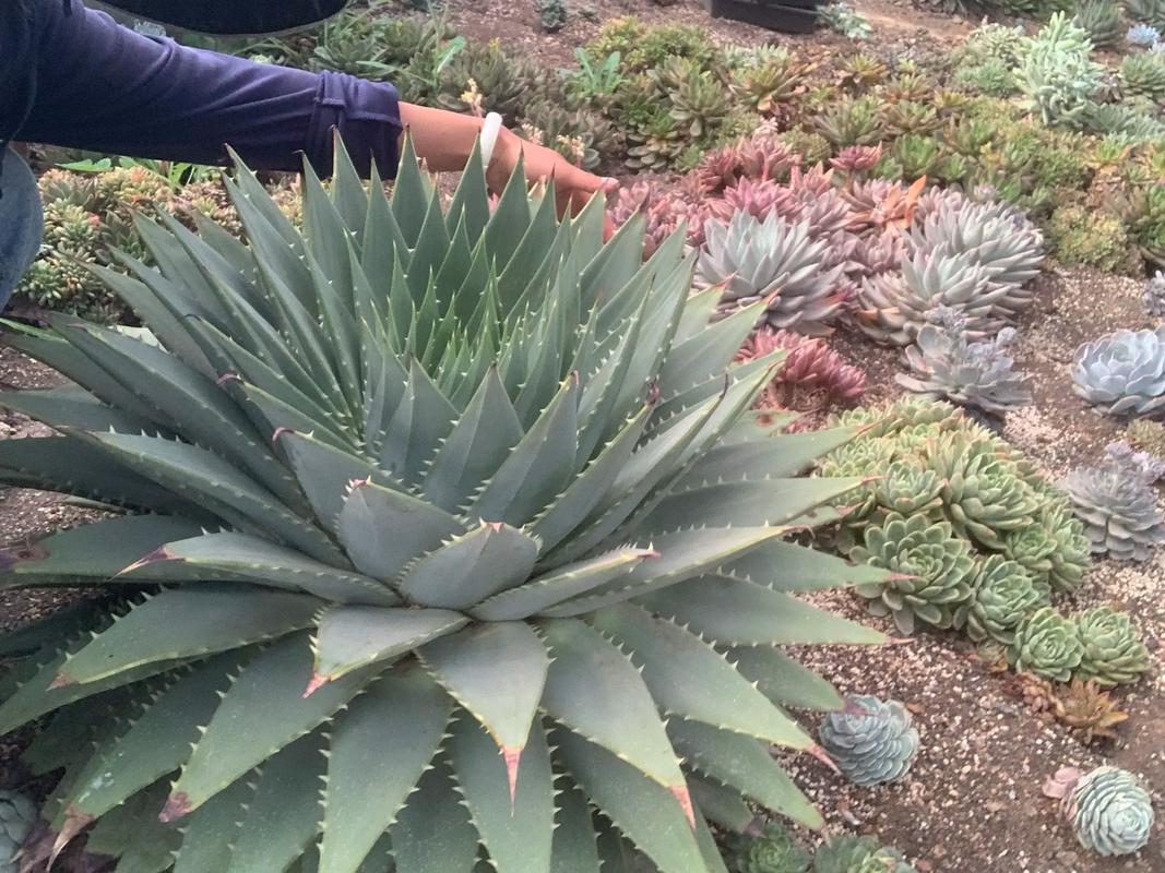 芦荟女王的养殖方法？芦荟女王图片大全？-第7张图片-优品飞百科