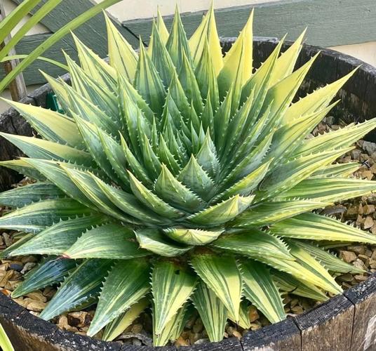 芦荟女王的养殖方法？芦荟女王图片大全？-第8张图片-优品飞百科