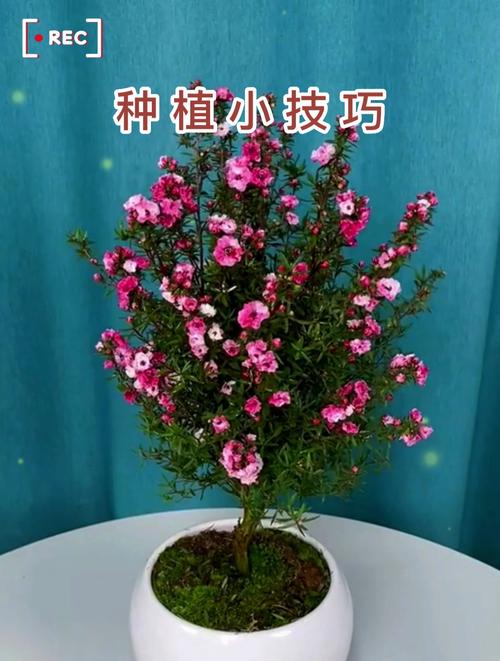 如何使松红梅在元旦开花？如何使松红梅在元旦开花呢？