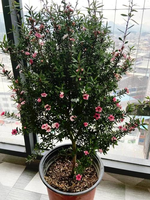 如何使松红梅在元旦开花？如何使松红梅在元旦开花呢？-第2张图片-优品飞百科