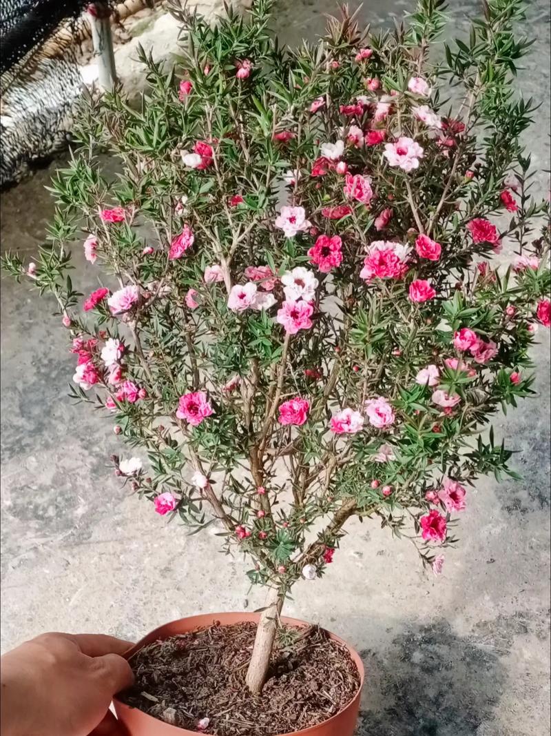 如何使松红梅在元旦开花？如何使松红梅在元旦开花呢？-第3张图片-优品飞百科