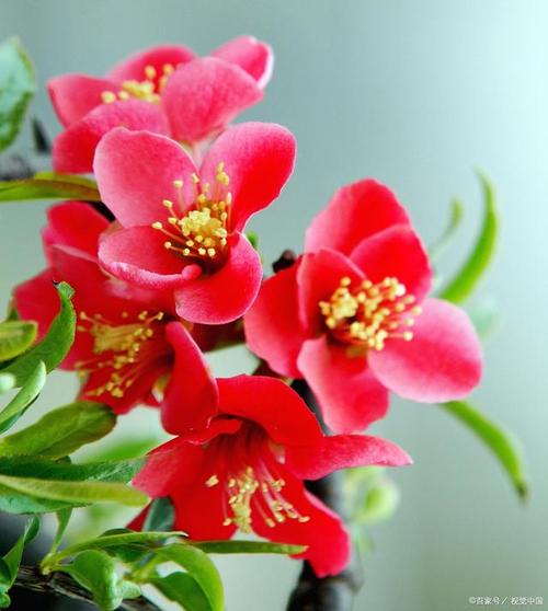 如何使松红梅在元旦开花？如何使松红梅在元旦开花呢？-第4张图片-优品飞百科