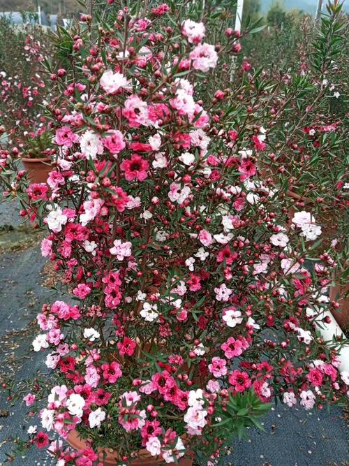 如何使松红梅在元旦开花？如何使松红梅在元旦开花呢？-第5张图片-优品飞百科