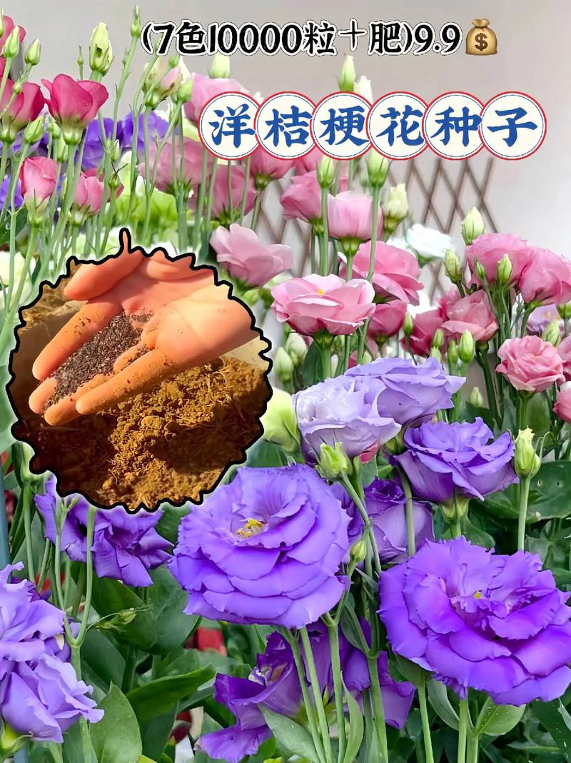 玫瑰洋桔梗···鲜花也能扦插？洋桔梗 玫瑰？