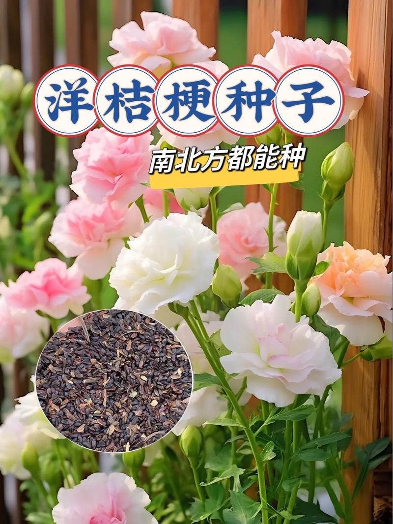 玫瑰洋桔梗···鲜花也能扦插？洋桔梗 玫瑰？-第5张图片-优品飞百科