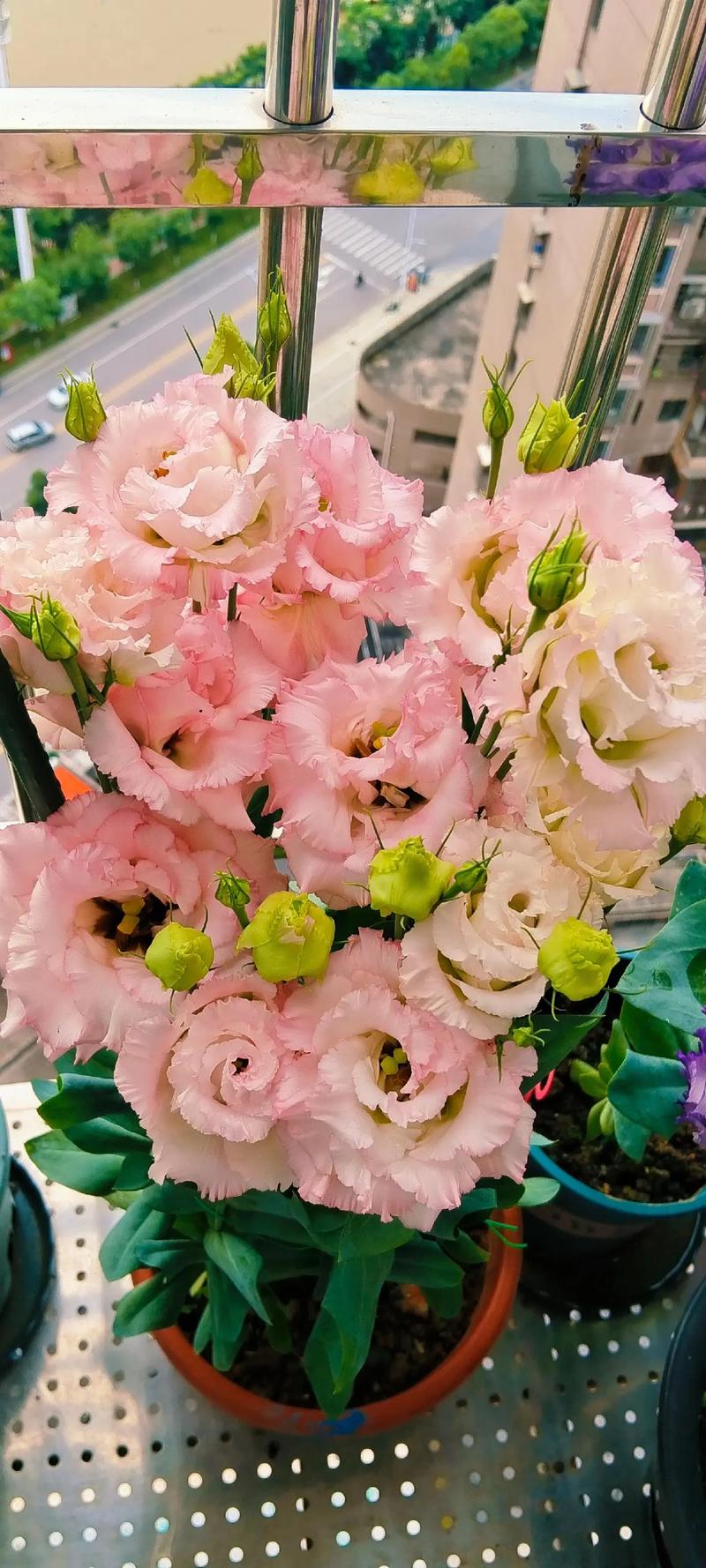 玫瑰洋桔梗···鲜花也能扦插？洋桔梗 玫瑰？-第6张图片-优品飞百科