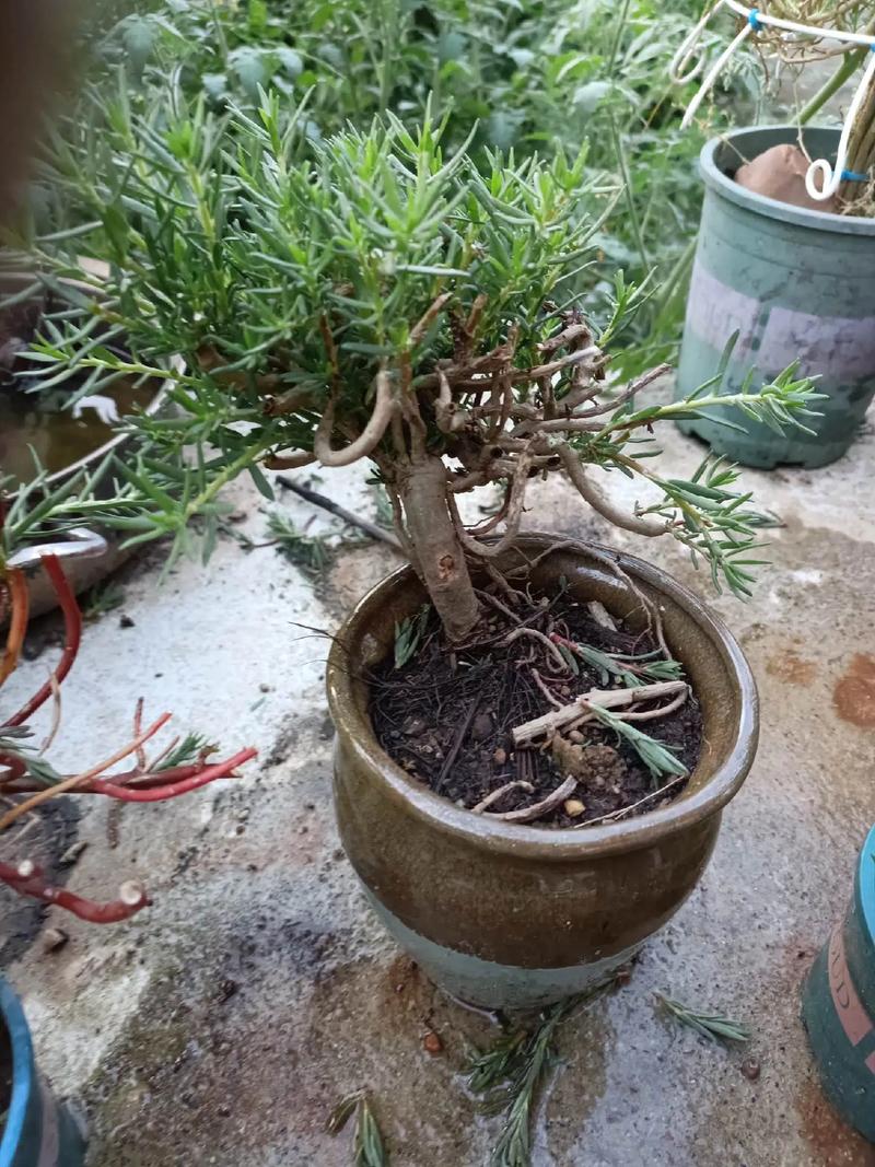 他把太阳花养成了老桩，我养的太阳花？