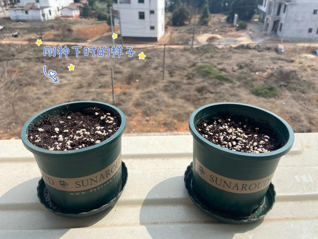 他把太阳花养成了老桩，我养的太阳花？-第2张图片-优品飞百科