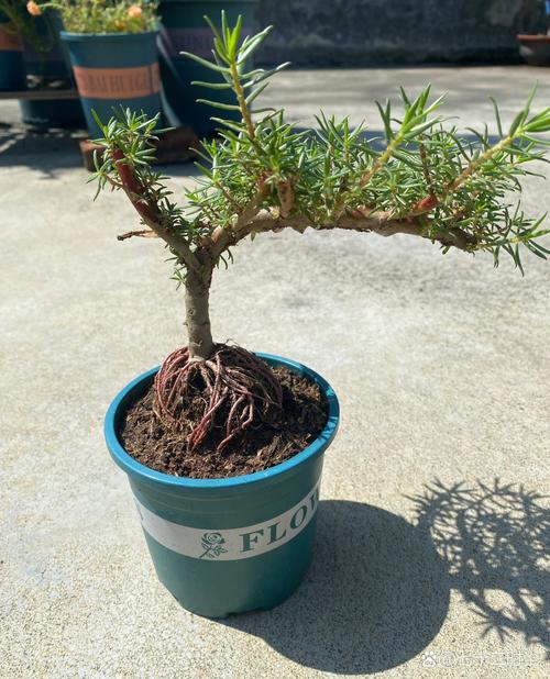 他把太阳花养成了老桩，我养的太阳花？-第3张图片-优品飞百科