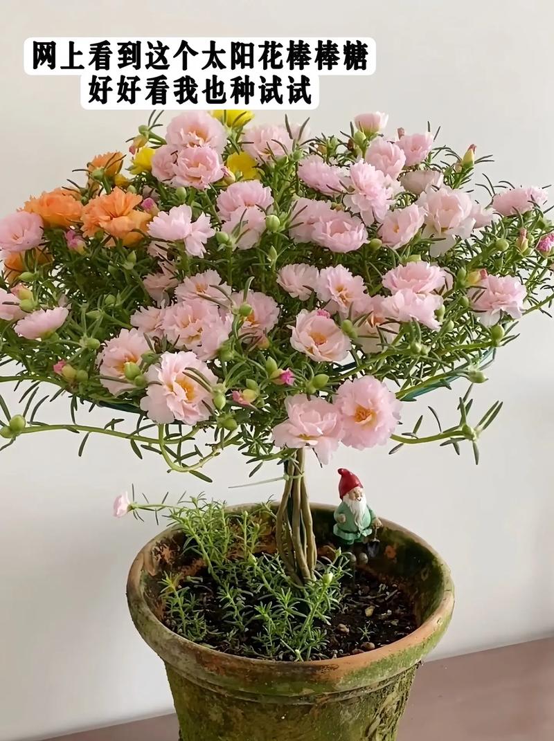 他把太阳花养成了老桩，我养的太阳花？-第4张图片-优品飞百科