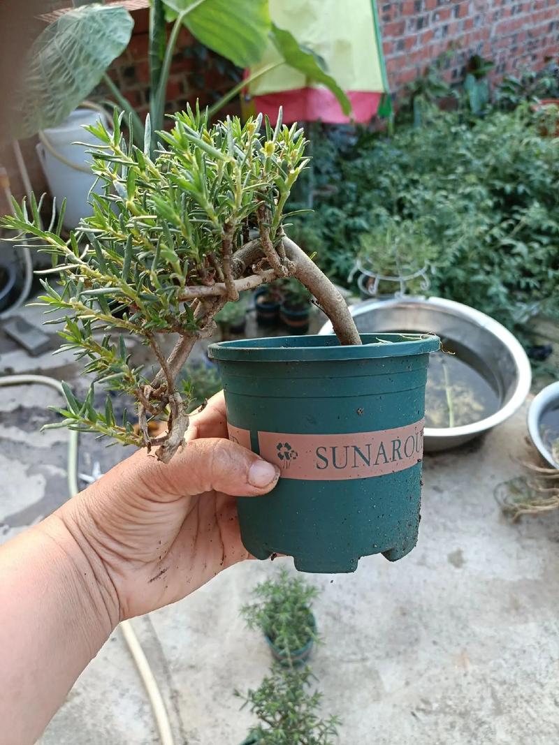 他把太阳花养成了老桩，我养的太阳花？-第5张图片-优品飞百科