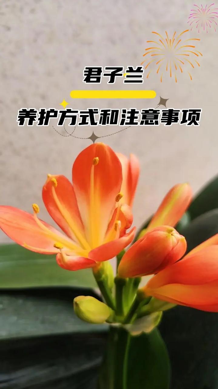 君子兰春天这么养？春季怎样养君子兰又绿又亮？