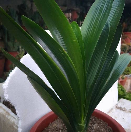 君子兰春天这么养？春季怎样养君子兰又绿又亮？-第2张图片-优品飞百科