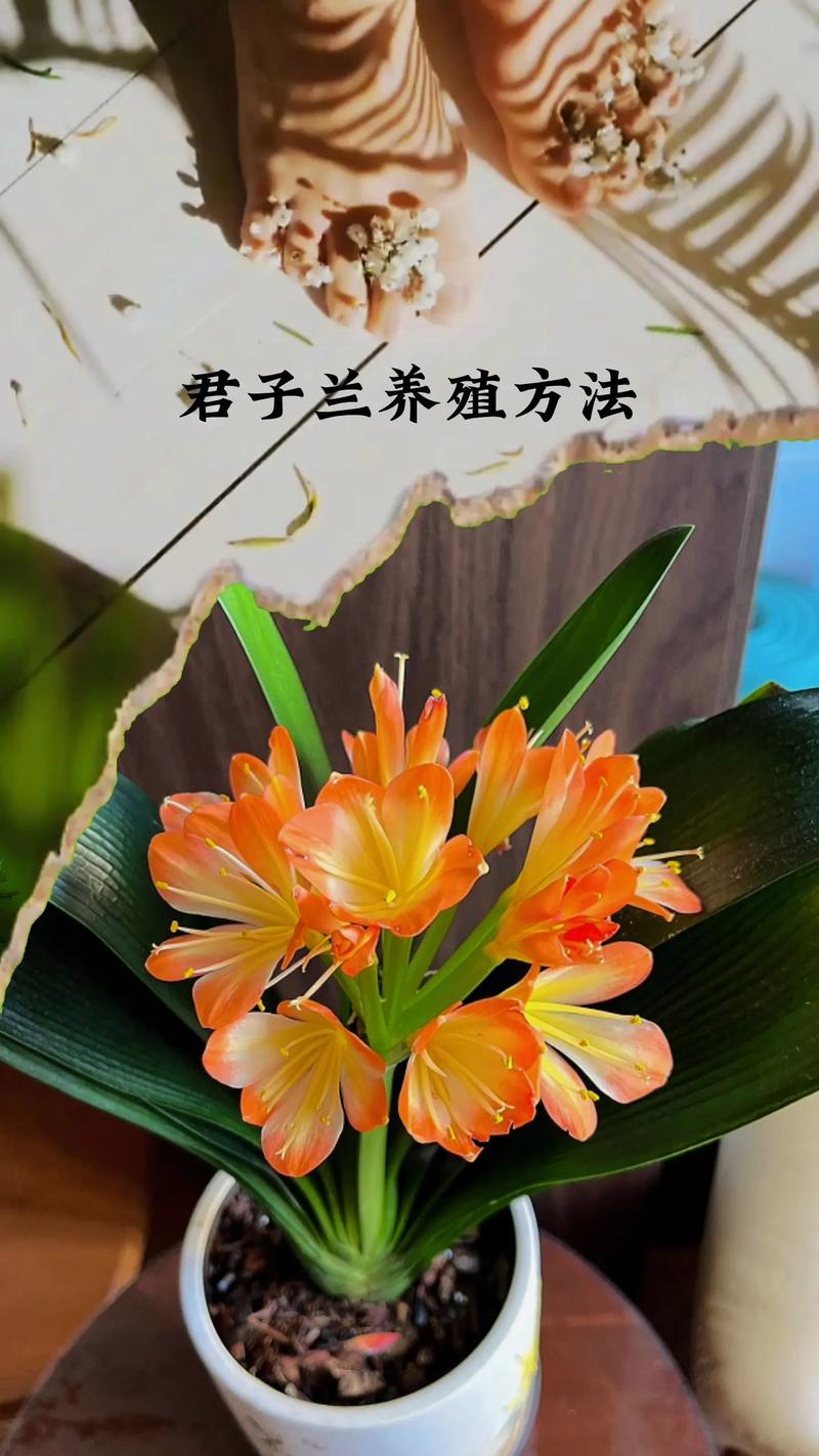 君子兰春天这么养？春季怎样养君子兰又绿又亮？-第3张图片-优品飞百科