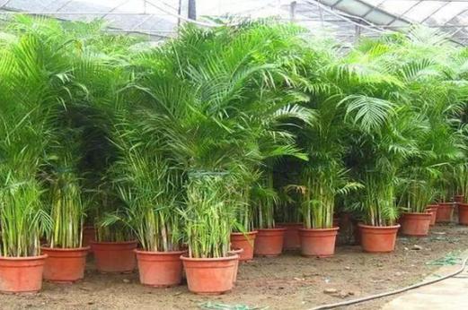 散尾葵如何换盆，散尾葵如何换盆视频教程