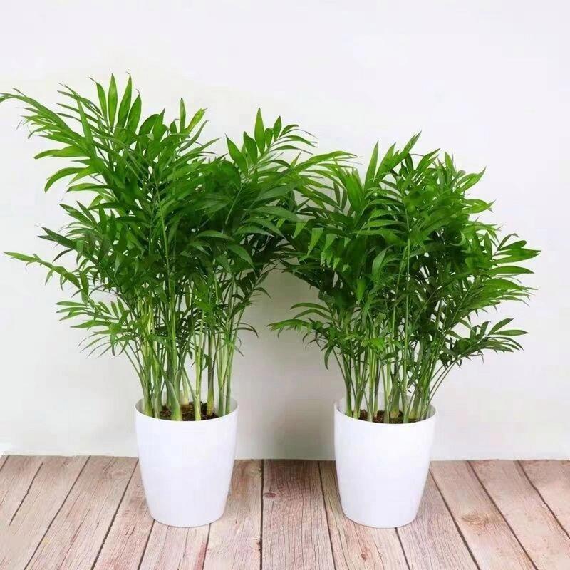 散尾葵如何换盆，散尾葵如何换盆视频教程-第2张图片-优品飞百科