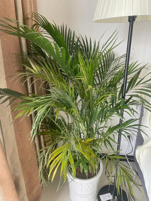 散尾葵如何换盆，散尾葵如何换盆视频教程-第3张图片-优品飞百科