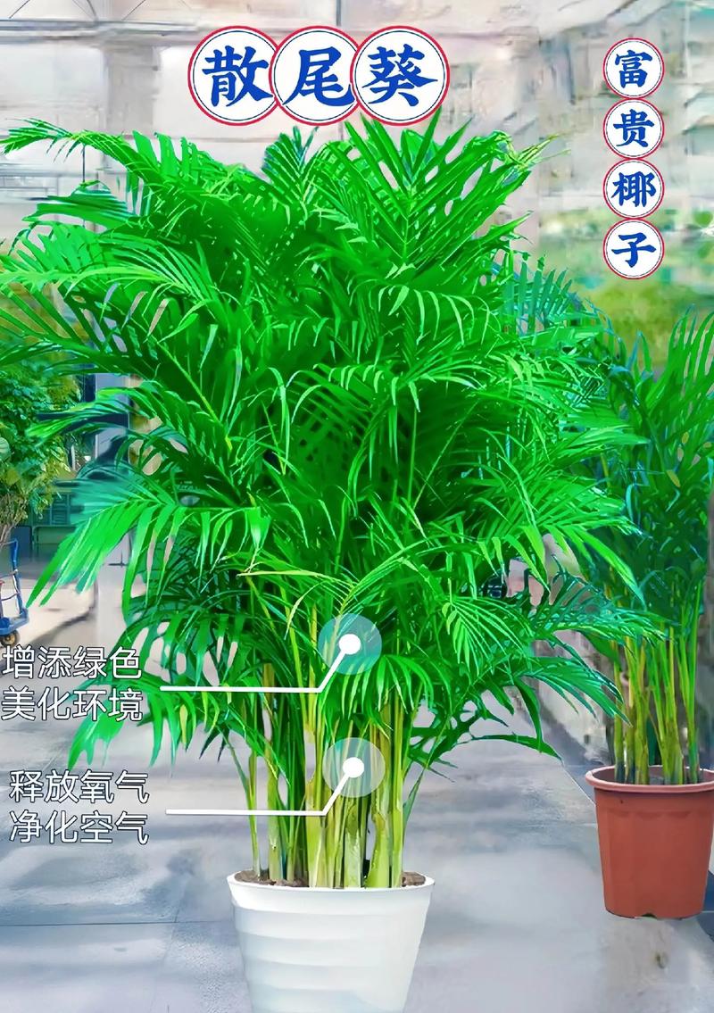 散尾葵如何换盆，散尾葵如何换盆视频教程-第4张图片-优品飞百科