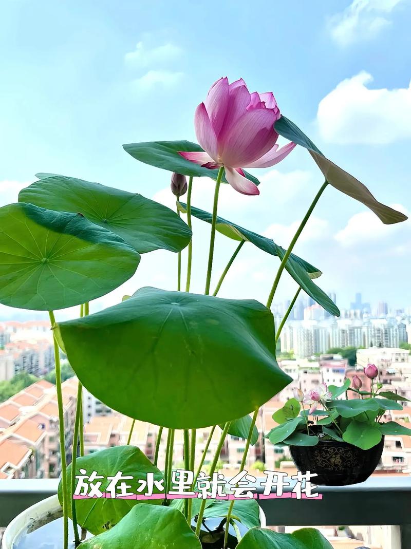 金莲花种子怎么种，金莲花种子怎么种植视频