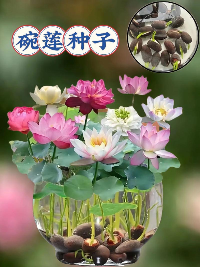 金莲花种子怎么种，金莲花种子怎么种植视频-第3张图片-优品飞百科