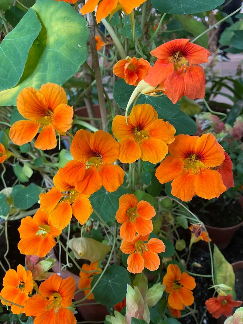 金莲花种子怎么种，金莲花种子怎么种植视频-第4张图片-优品飞百科