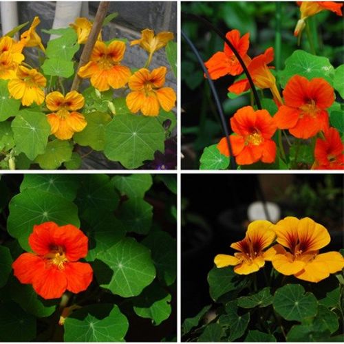 金莲花种子怎么种，金莲花种子怎么种植视频-第5张图片-优品飞百科