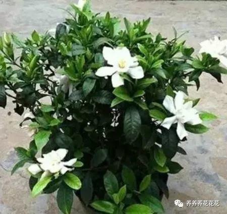 亚蜡木浇水方法,哑光木蜡油工艺?-第2张图片-优品飞百科 亚蜡木浇水方法,哑光木蜡油工艺?-第2张图片-优品飞百科