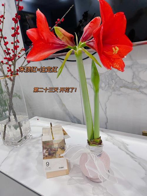 亚蜡木浇水方法,哑光木蜡油工艺?-第3张图片-优品飞百科 亚蜡木浇水方法,哑光木蜡油工艺?-第3张图片-优品飞百科