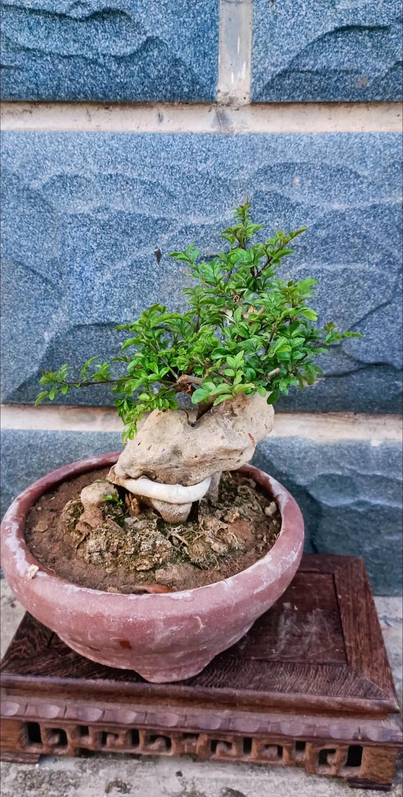 亚蜡木浇水方法,哑光木蜡油工艺?-第4张图片-优品飞百科 亚蜡木浇水方法,哑光木蜡油工艺?-第4张图片-优品飞百科