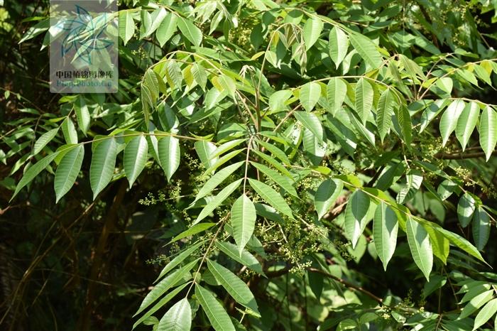 亚蜡木浇水方法,哑光木蜡油工艺?-第6张图片-优品飞百科 亚蜡木浇水方法,哑光木蜡油工艺?-第6张图片-优品飞百科