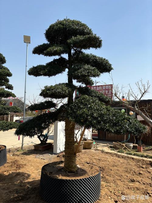 罗汉松如何安全过冬？罗汉松过冬温度多少度？