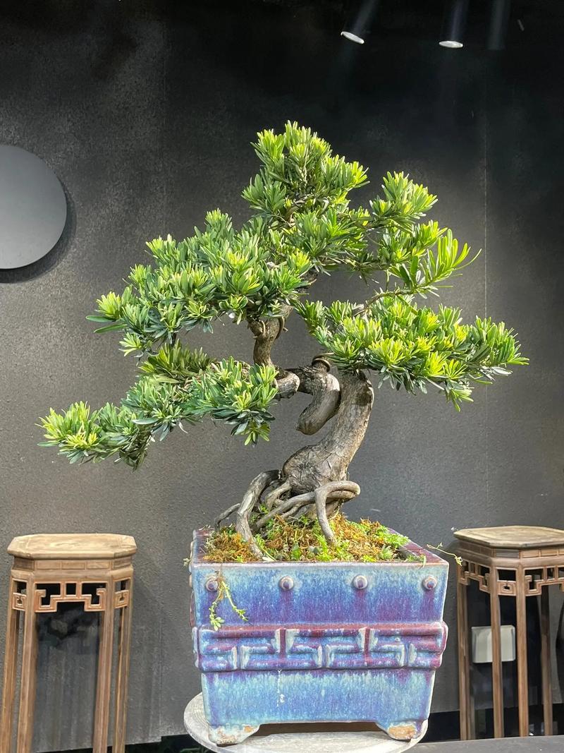 罗汉松如何安全过冬？罗汉松过冬温度多少度？-第4张图片-优品飞百科