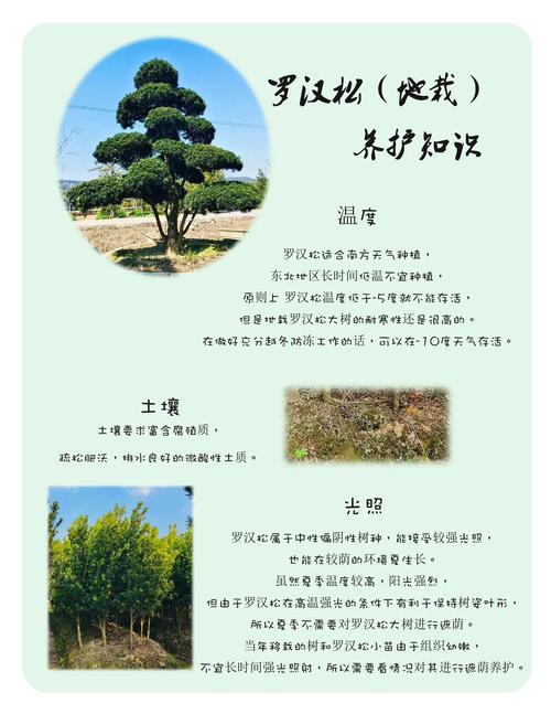罗汉松如何安全过冬？罗汉松过冬温度多少度？-第5张图片-优品飞百科