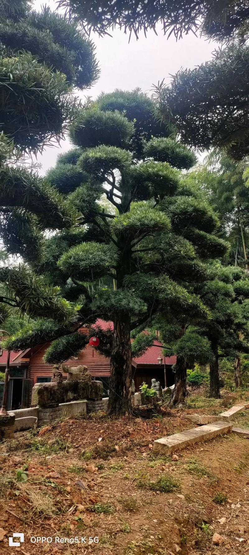 罗汉松如何安全过冬？罗汉松过冬温度多少度？-第7张图片-优品飞百科