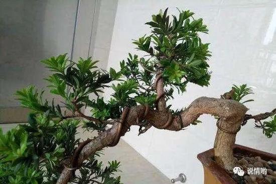 罗汉松如何安全过冬？罗汉松过冬温度多少度？-第8张图片-优品飞百科
