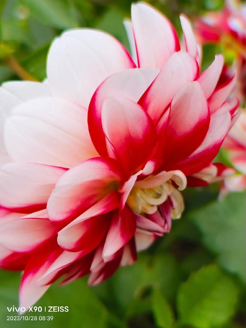 栀子月季···不开花，栀子花和月季是喜酸植物吗？-第2张图片-优品飞百科