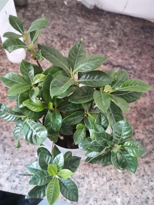 栀子月季···不开花，栀子花和月季是喜酸植物吗？-第3张图片-优品飞百科