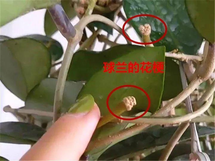 栀子月季···不开花，栀子花和月季是喜酸植物吗？-第4张图片-优品飞百科