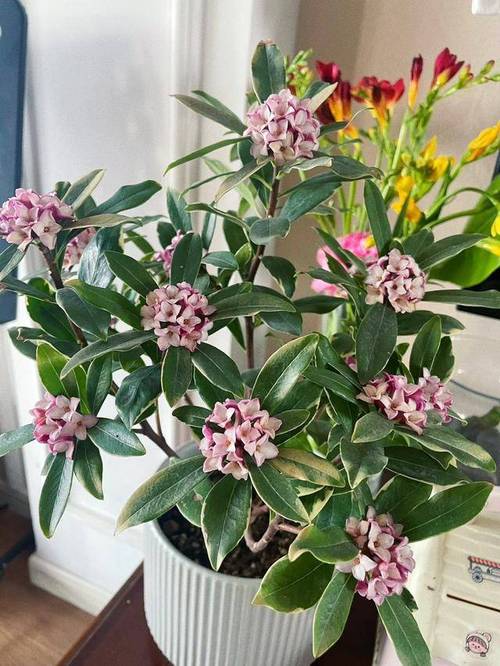 栀子月季···不开花，栀子花和月季是喜酸植物吗？-第5张图片-优品飞百科