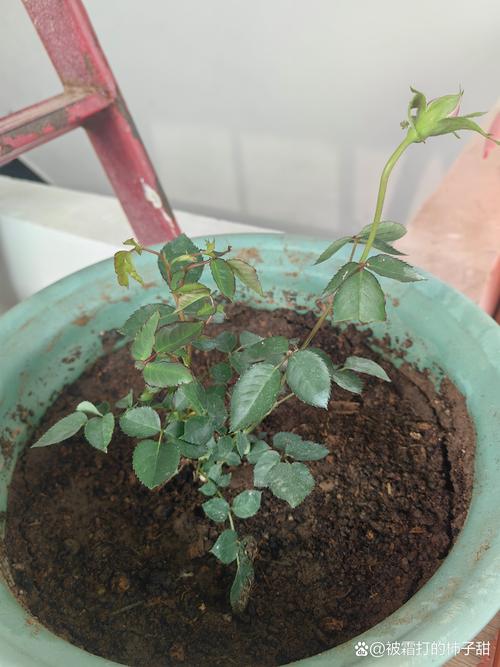 栀子月季···不开花，栀子花和月季是喜酸植物吗？-第6张图片-优品飞百科