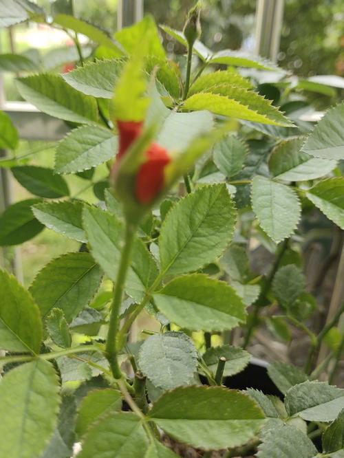 栀子月季···不开花，栀子花和月季是喜酸植物吗？-第7张图片-优品飞百科