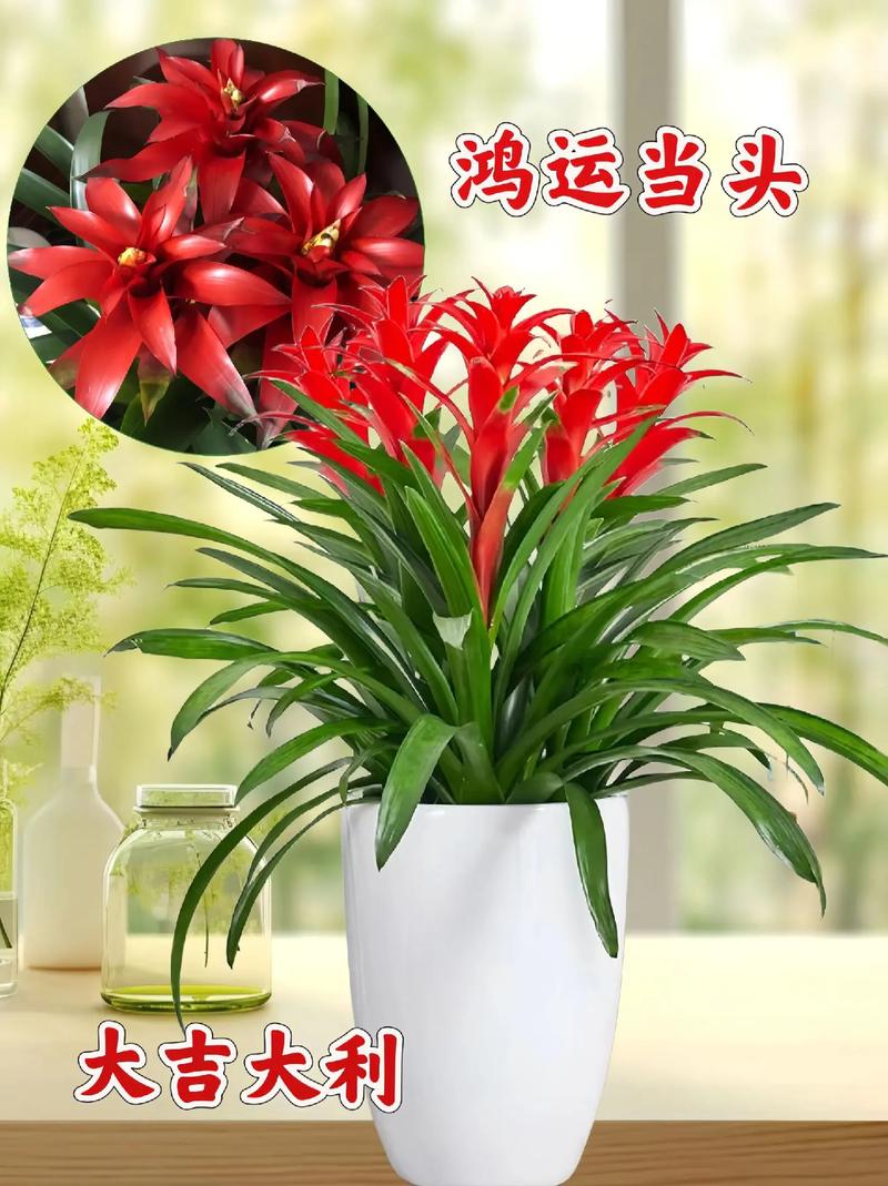 鸿运当头用什么土养？鸿运当头用什么土养比较好？