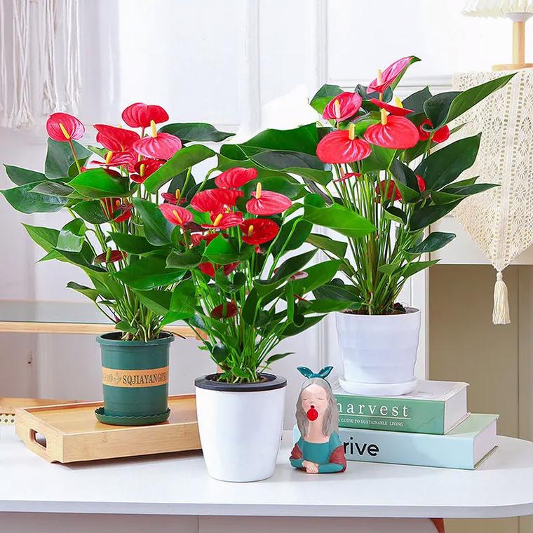 鸿运当头用什么土养？鸿运当头用什么土养比较好？-第2张图片-优品飞百科