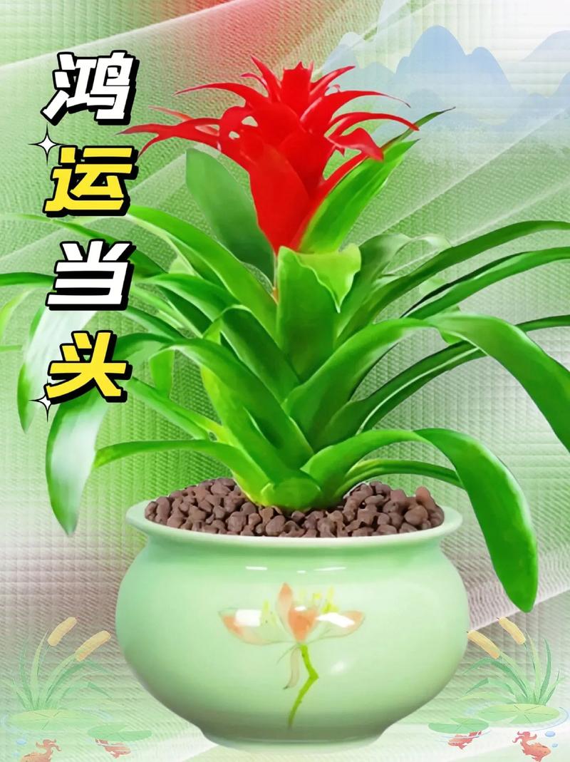 鸿运当头用什么土养？鸿运当头用什么土养比较好？-第3张图片-优品飞百科